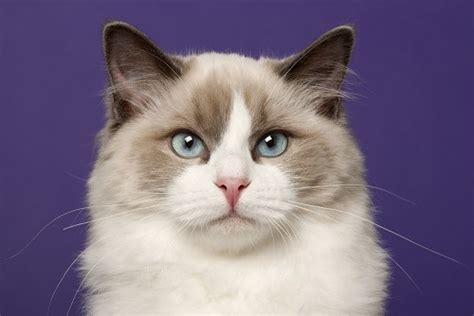 Can Cats Have Purple Eyes – Fact Or Myth? – FAQcats.com