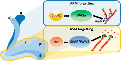 Forgetting Memories Through Distinct Actin Remodeling Mechanisms Pnas