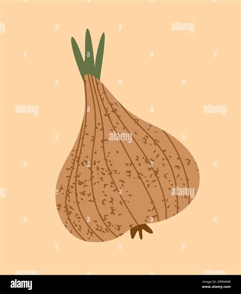 Autumn Onion Sticker Stock Vector Image Art Alamy