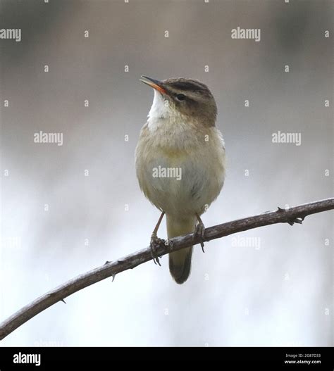 A Sedge Warbler Acrocephalus Schoenobaenus Singing In A Shrub