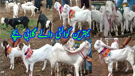 Gulabi Goat Babies Youtube