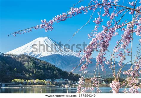 Mt Fuji Cherry Blossom Lake Kawaguchiko Stock Photo 137554349 | Shutterstock