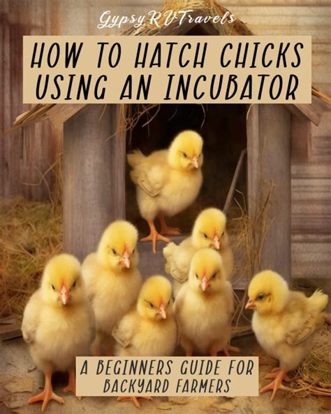 How To Hatch Chicks Using An Incubator A Beginners Guide For Backyard