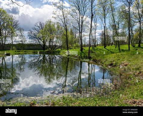 Colorful Spring Landscape With Tree Silhouettes Green Grass And A