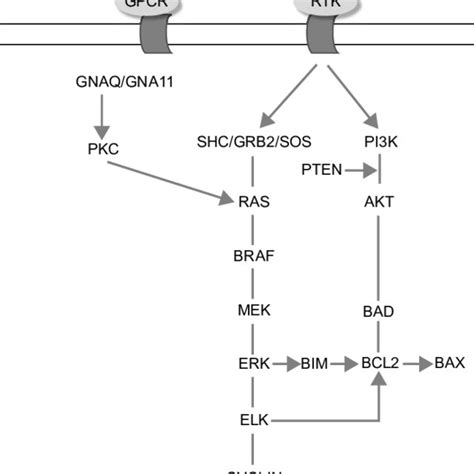 The Rasmapkpi3k Pathway Abbreviation Ras Rat Sarcoma Download Scientific Diagram