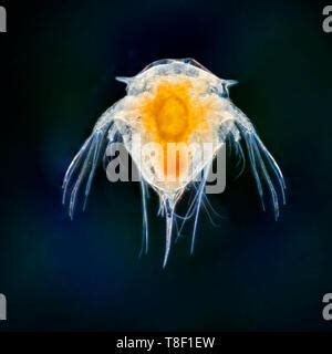 Darkfield photomicrograph, Acorn barnacle larval stages. Semibalanus balanoides Stock Photo - Alamy