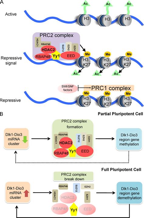 Activation Of The Imprinted Dlk1 Dio3 Region Correlates With