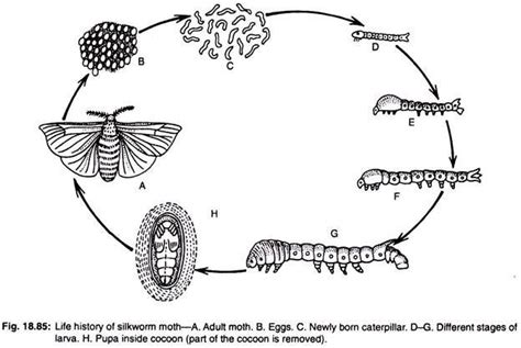 japanese beetle life cycle chart - She Has A Beautiful Blogging Image ...