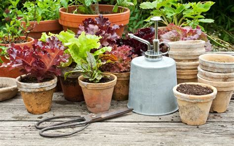 How To Stop Ants Nesting In Plant Pots Ways To Stop Ants Nesting In