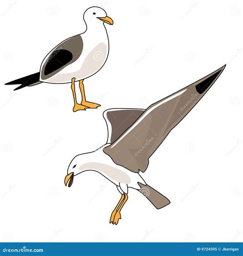 Seagull Illustration Stock Vector Illustration Of Bird 9724595