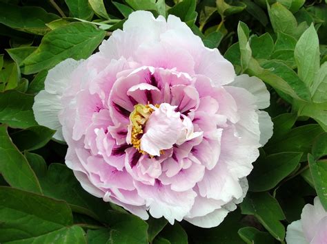 Planting Tree Peonies From Cricket Hill Garden The Martha Stewart Blog