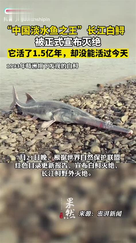 “中国淡水鱼之王”长江白鲟被正式宣布灭绝白鲟新浪新闻