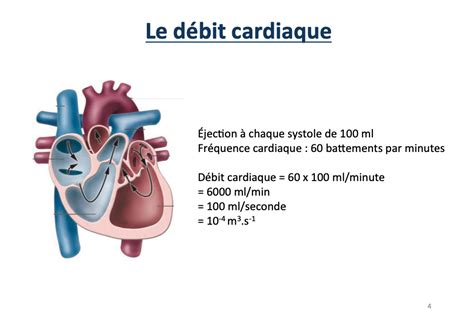 Lairez UE3b Biophysique Physiologie Tutorat Associatif Toulousain