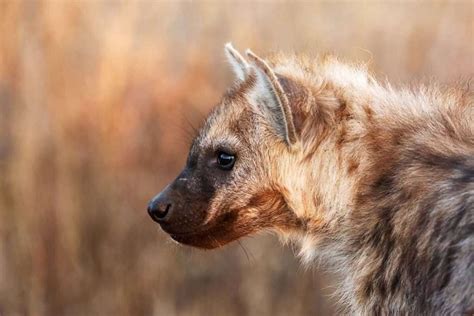 5 Things You Didnt Know About Hyenas Easy Travel