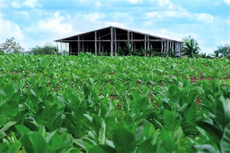 Actaf Las Tunas guía en la producción de alimentos