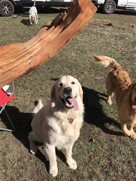 Nash — Desert Ridge Doodles Goldendoodle Breeder In Phoenix Arizona