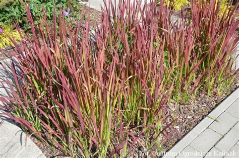 Imperata Cylindrica Red Baron Imperata Cylindryczna