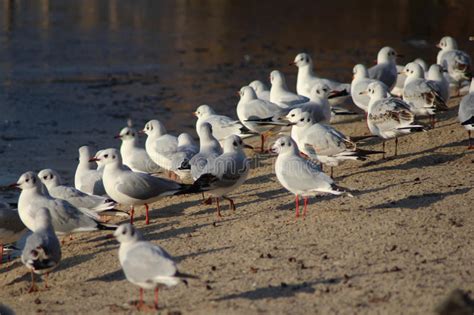 Black Headed Seagulls On The Beach Stock Photo Image Of Foraging