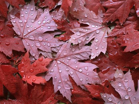 Fondos De Pantalla Hojas De Arce Rojo Otoño Gotitas De Agua 1920x1200 Hd Imagen