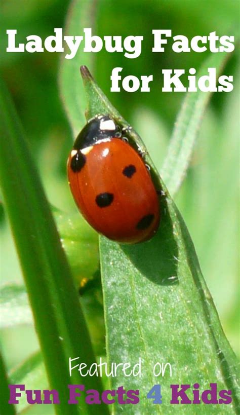 Fascinating And Fun Ladybug Facts For Kids Fun Facts 4 Kids