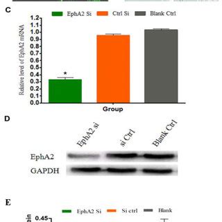 A MCF 7 cells treated with 10 ng ml TGF β1 for 24 hrs had a