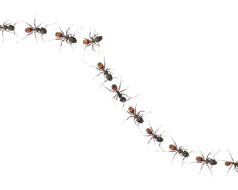 Ants Marching Stock Photos, Pictures & Royalty-Free Images - iStock