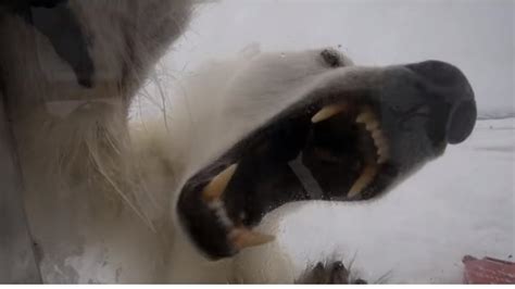 Así De Feroz Se Muestra Un Oso Polar Ante Las Cámaras De La Bbc