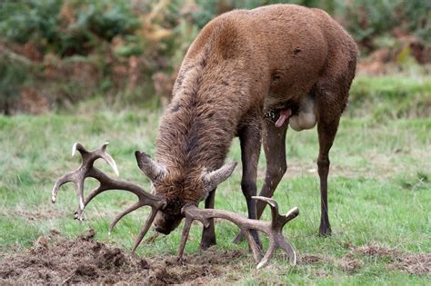 Deer Penis ~ Everything You Need To Know With Photos Videos