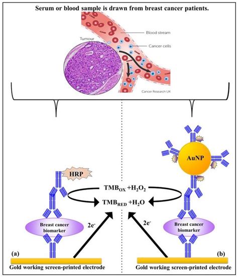 Biosensors Free Full Text Development Of Electrochemical