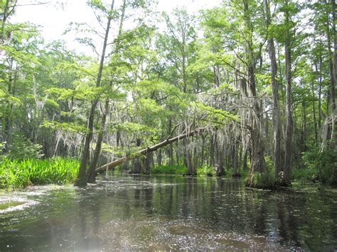 Honey Island Swamp Tour Just Outside Of New Orleans