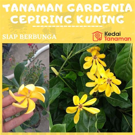 Jual Tanaman Hias Bunga Melati Kacapiring Kuning Wangi Tanaman Bunga