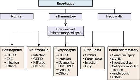 Algorithmic Approach To Diagnosis Of Inflammatory Disorders Of The