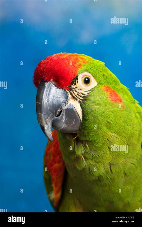 Red fronted Macaw Red Fronted Macaw Stock Photo - Alamy