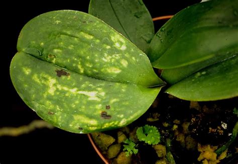 Hark Orchideen Diseases On Phalaenopsis And Other Orchids