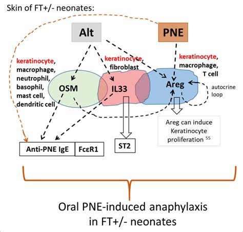 Model For Skin Cytokine Network In Alt PNE Induction Of Food Allergy