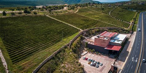 Todo Sobre La Vendimia Viva La Vid En Vi Edo San Miguel L Der