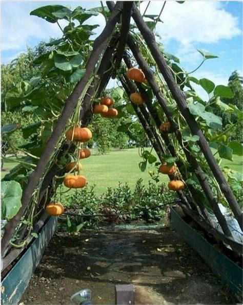 Garden Trellis Ideas 10 Of The Best - Bios Pics