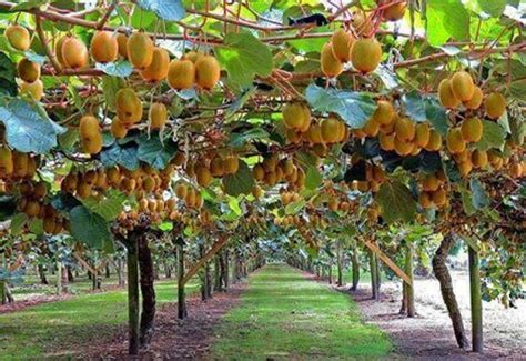 Arbor Of Kiwis Source And Location Unknown Potager The