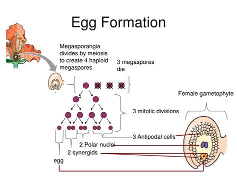 Ppt Understanding Angiosperm Reproduction Process Powerpoint