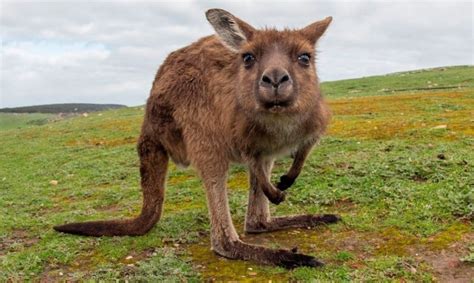 Canguro Características Qué Come Dónde Vive Cómo Nace