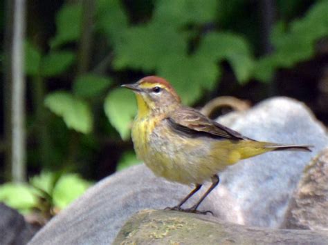 Our birds: Warblers – Part 1 – Our Habitat Garden