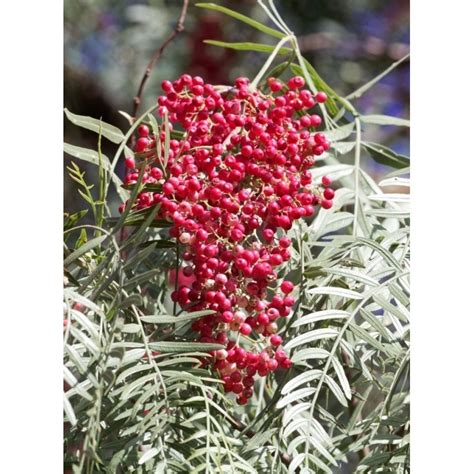 Peruvian Pepper, Pepper Tree Seeds (Schinus molle) - Price €2.45