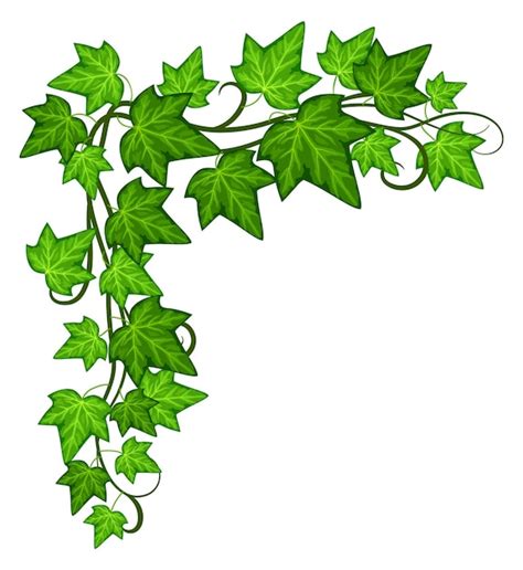 Ivy Clipart Beautiful And Versatile Ivy Plant Illustrations