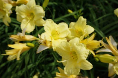 Going Bananas Daylily Hemerocallis Going Bananas North Shore