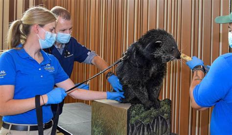 動物新冠疫苗開打 芝動物園老虎、獅子接種 地方即時 地方 世界新聞網