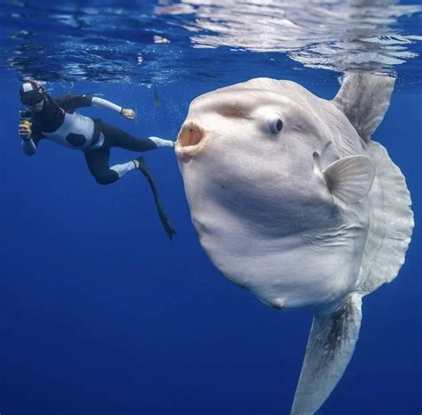 Giant fish tries to eat diver - Images