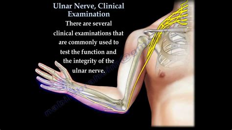 Diagram Of Ulnar Nerve Pathway