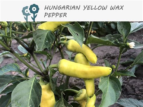 Hungarian Yellow Wax Hot Pepper 50 Seeds Vegetable Seeds Non Gmo