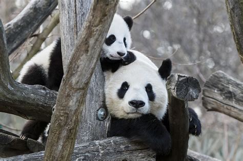 Forum Übersicht RE Tiergarten Schönbrunn A Panda Jungtier geboren