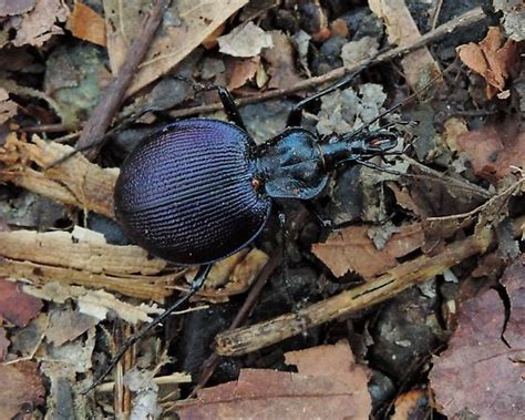 Snail Eating Beetle Sp Scaphinotus Viduus BugGuide Net